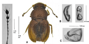 Image of Greensladella cicra beetle found at Amazon Conservation's Los Amigos Biological Station