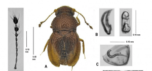 Image of Greensladella cicra beetle found at Amazon Conservation's Los Amigos Biological Station