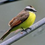 Picture of Rusty-Margin Flycatcher