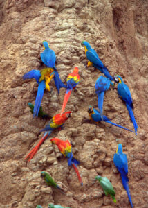 Tambopata Macaws Clay Lick 