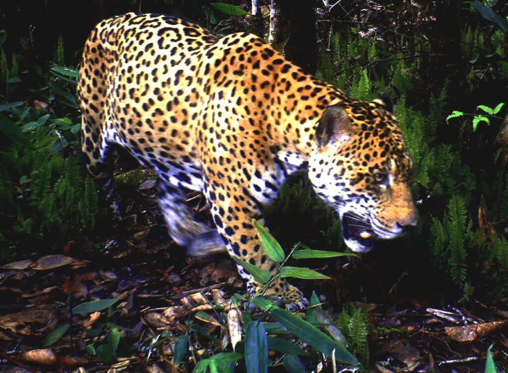 Protecting Jaguar Habitats Supports Climate Resilience Across the