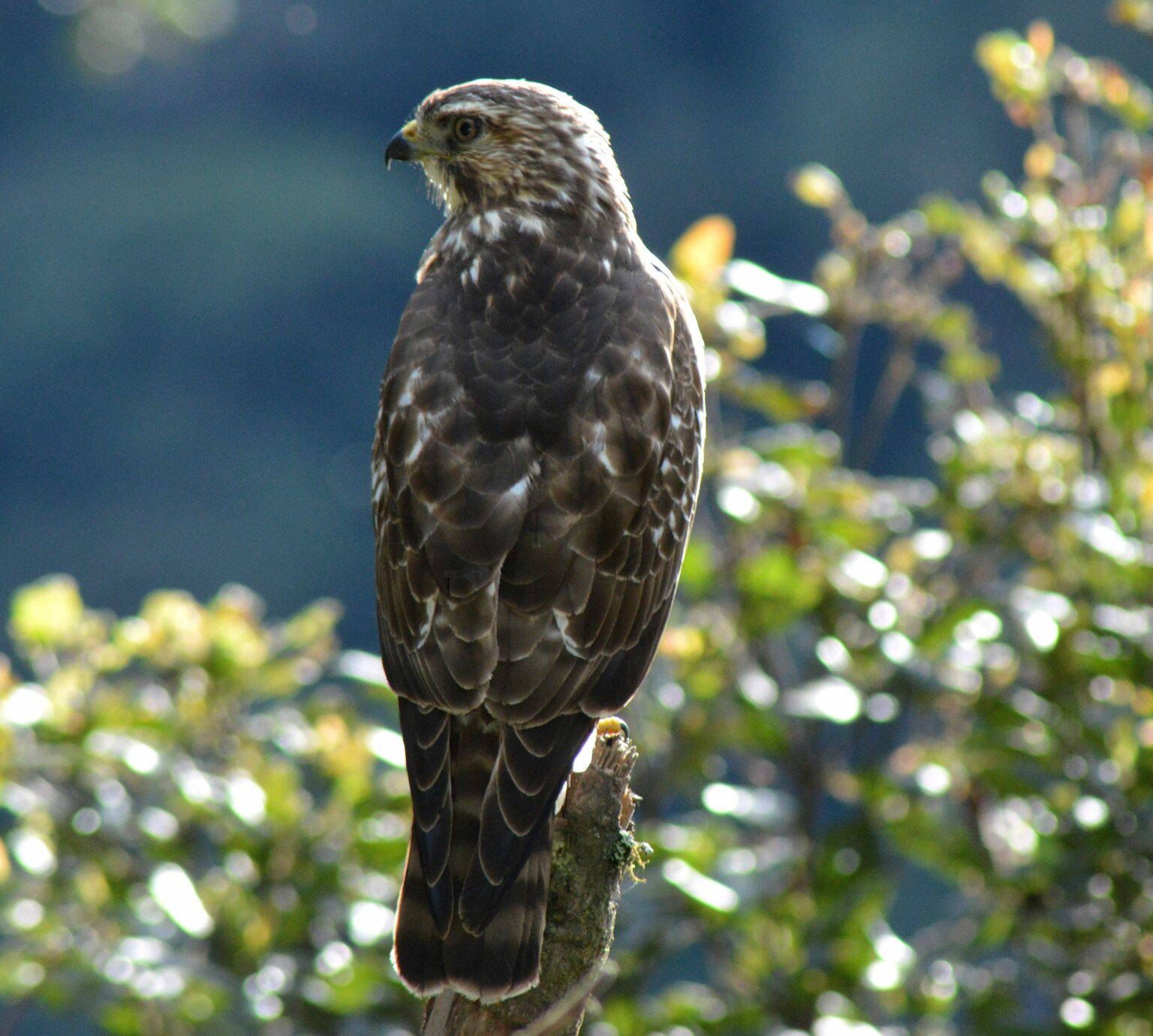 Hawk Helps World Migratory Bird Day: How Bird Migration Helps Sustain the Amazon ...